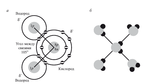 Рис 1 Молекулярная структура воды по П Кемпу и К Армсу 1980 а - фото 5