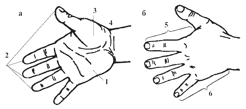 Рис 1 Ладонная а и тыльная б поверхности кисти 1 возвышение V пальца - фото 1