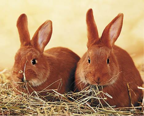 Кролики породы новозеландский красный прижались друг к другу Кроликов - фото 13