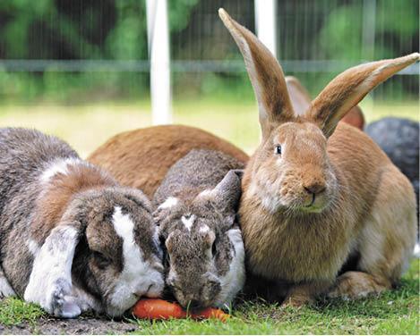 Кроличья компания Талант выводить петли Кролики обладают еще одним - фото 19