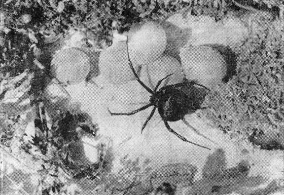Самка ядовитого паука каракурта неотлучно стережет свои коконы В каждом из них - фото 3