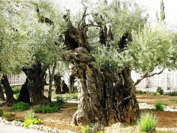 Это Сад Гроба Господня где растут масличные деревья которые видели Иисуса - фото 19