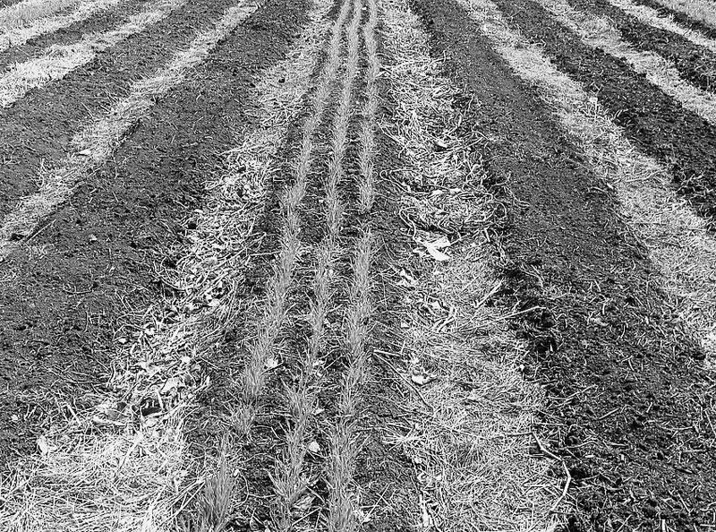 Рис 24 Вовторых сорняковые плантации как вид продуктивного газона На рис - фото 27