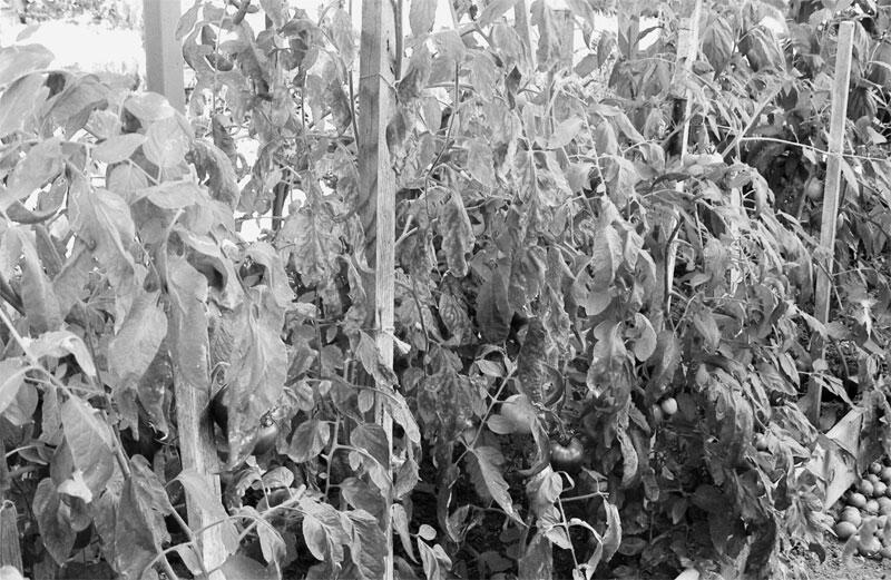 Рис 11 Рис 12 В тот же день томаты под открытым небом уже почти полностью - фото 13