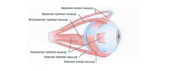рис 1 продольные прямые и поперечные косые мышцы глаза потому как именно - фото 1