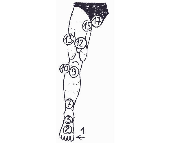 рисунок 8 Уязвимые точки ноги 1 суставы пальцев ноги 2 латеральный - фото 11