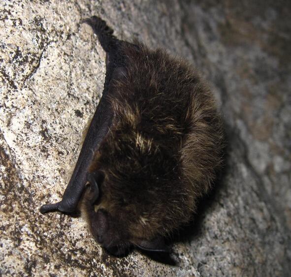 Киселёвская пещера Летучая мышь во время зимней спячки За низким широким - фото 10