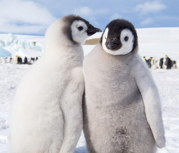 Пингвины как и лебеди сохраняют пару на всю жизнь Это называется моногамия - фото 11