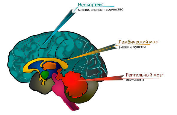 Три мозга человека Лимбический мозг отвечает за наши эмоции то есть он - фото 1