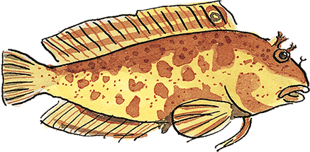 морская собачка тарпон корюшка золотая макрель - фото 3