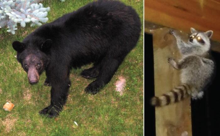 Слева сердитый чёрный медведь Почему булочка без мёда Справа испуганный - фото 61