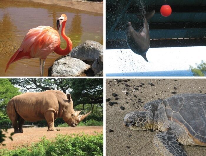 Слева вверху фламинго в зоопарке на острове Оаху Гавайи Слева внизу носорог - фото 62