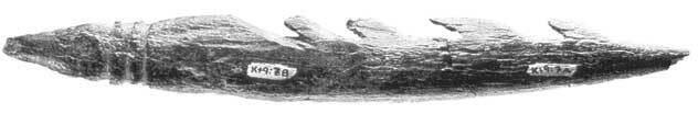 Этот зазубренный наконечник гарпуна был вырезан из кости в Африке около 85 000 - фото 20