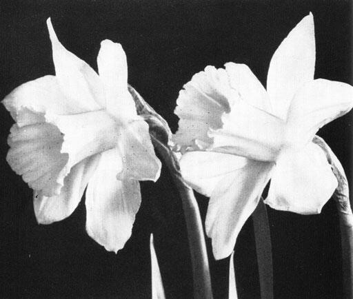 Трубчатые нарциссы Архивное фото Фреезии Букет тюльпанов Январь - фото 29