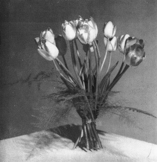 Букет тюльпанов Январь февраль Цикламены анемоны антурии примула - фото 31
