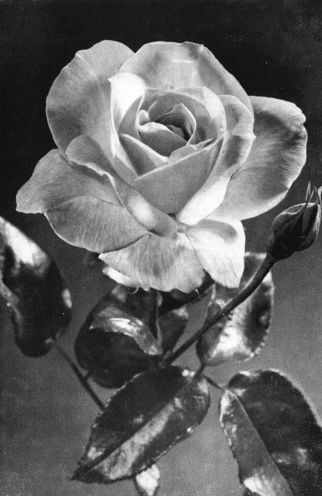 Чайногибридная роза Ф Г Хайнеман Эрфурт Цветок лилии Lilium tigrinum - фото 32