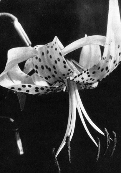Цветок лилии Lilium tigrinum Стрелитция Март апрель Цикламены - фото 33