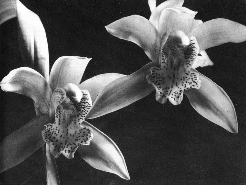 Орхидеи Cimbidium К Хершель Хольцхаузен Венерин башмачок X Руппрехт - фото 47