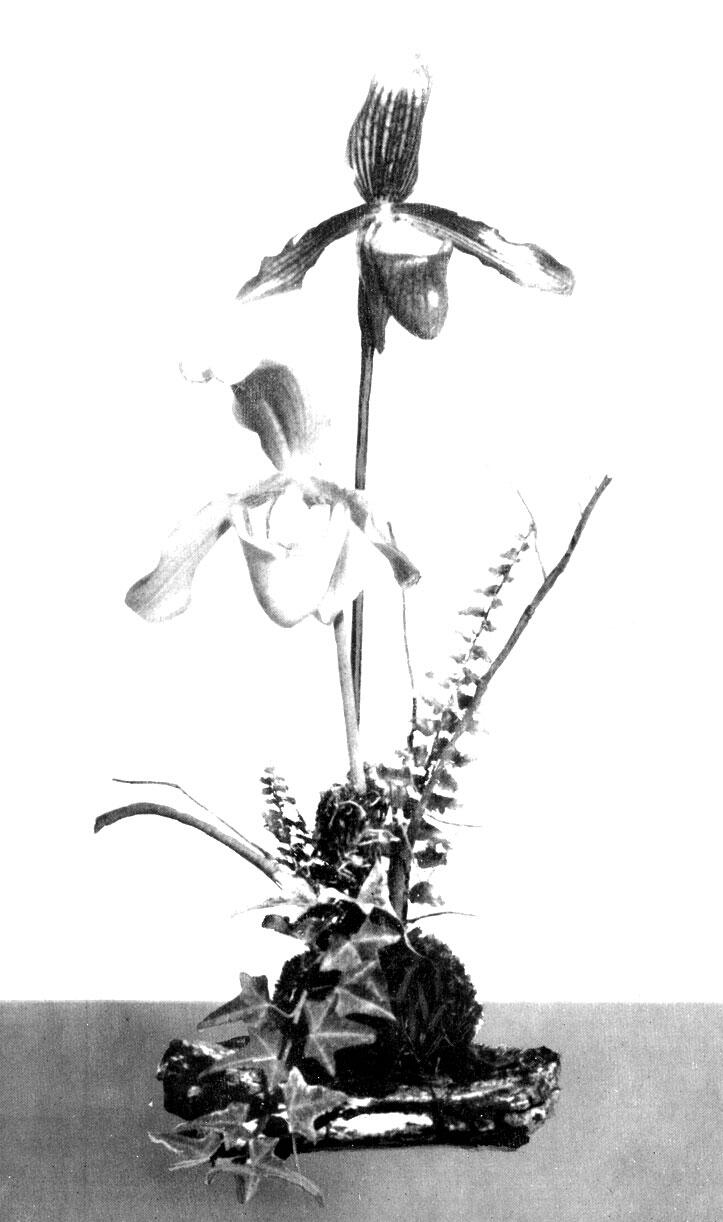 В продаже часто бывают срезанные цветы гибридов венериного башмачка - фото 74