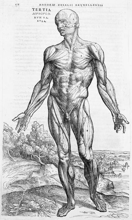 Новаторская книга Везалия включала детальные изображения мышечной системы - фото 4