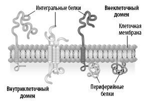 Мембранные белки характерные для клеточной мембраны называются интегральными - фото 22