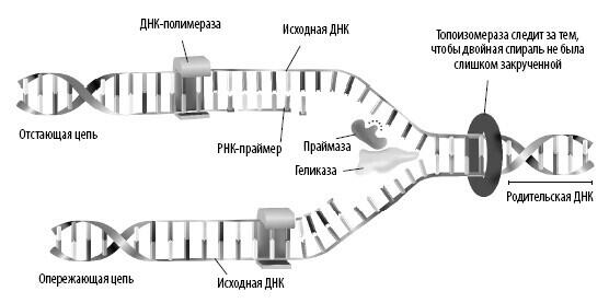 В процессе репликации ДНК геликаза разделяет цепочки а праймаза создает - фото 23