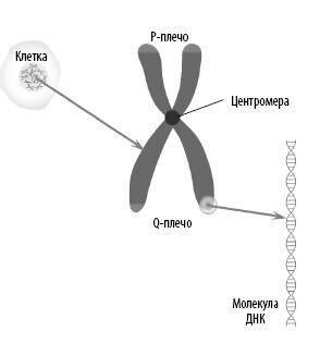 Короткое плечо хромосомы называют Pплечом а длинное Qплечом Крайне - фото 24