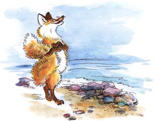 Однажды хитрый лис гулял по берегу моря и думал Нет зверя умнее и хитрее - фото 11