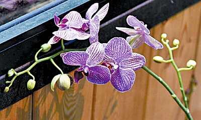 Помните рассказ Герберта Уэллса о кровожадной орхидее которая стала источником - фото 2