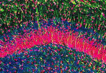 Клетки гиппокампа под микроскопом напоминают цветущее поле Нобелевские - фото 10