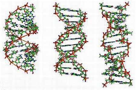 Схематическое изображение синтетической ДНК с тремя парами оснований Как - фото 11