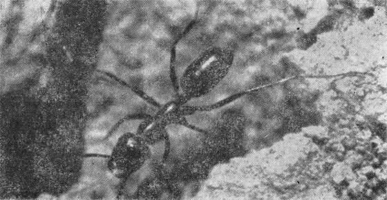 Муравейбегунок и муравейползунок Когда в пустыне жарко за муравьембегунком - фото 4