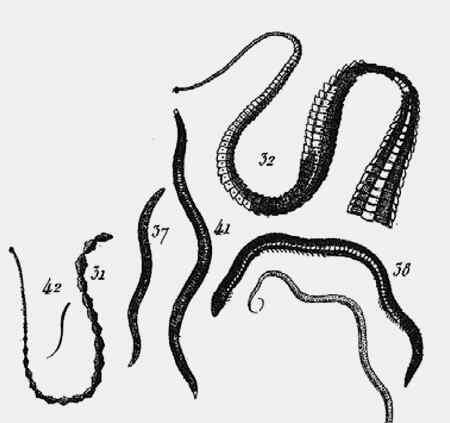 Планария плоский пресноводный червячок Его длина всего 4 см но у него - фото 7