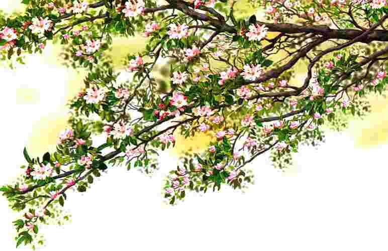 Цветущая яблоня Для того чтобы ответить на вопрос зачем растениям цветы - фото 6