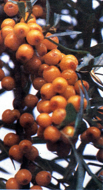 Облепиха В 100 граммах плодов облепихи содержится витаминов С аскорбиновая - фото 1