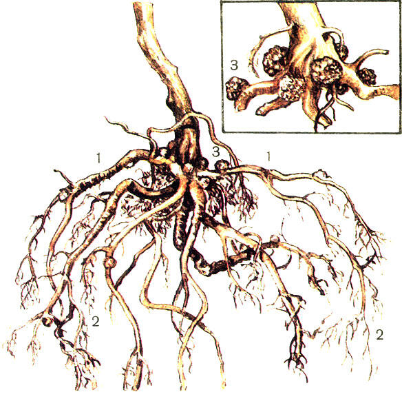 Строение облепихи Корневая система 1 скилетные корни 2 обрастающие корни - фото 3