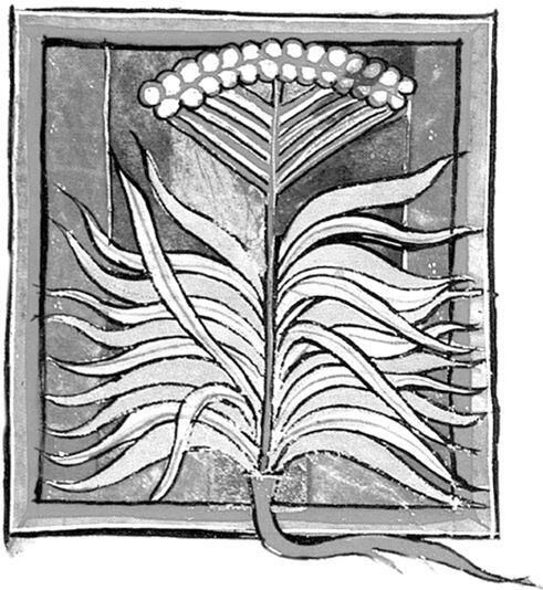 Анатомический рисунок из английского травника XIII в показывает форму листа и - фото 24