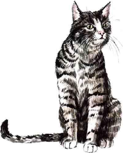 Отряд хищные Лесная кошка похожа на домашнюю На территории России это редкий - фото 20