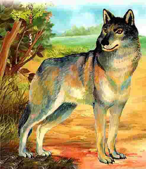 Отряд хищные Крупный волк имеет длину тела до 15 м хвоста 05 м его - фото 38