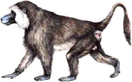 Отряд приматы Длина тела этой крупной обезьяны около 80 см хвоста до 60 - фото 39