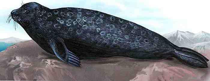 Морж Отряд ластоногие Длина до 45 м масса около 15 тонны Верхние клыки - фото 40