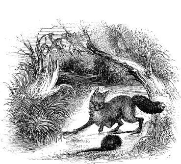 Frontispiece to George Waring The Squirrels and Other Animals Or - фото 2