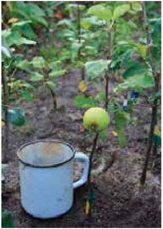 Феноменальная способность плодоносить у яблони Ренет душистый уже на второй год - фото 3