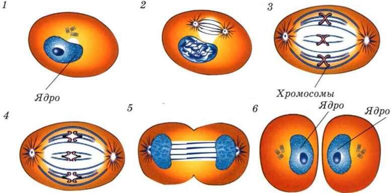 Схема деления клетки ДНК молекула с помощью которой в клетке записана - фото 4