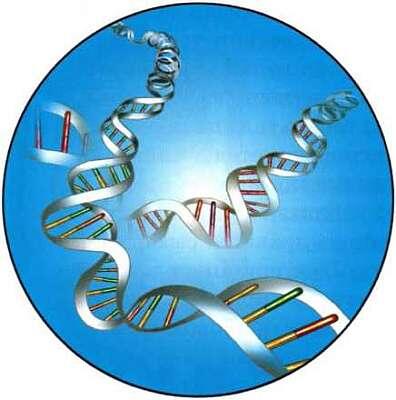 ДНК молекула с помощью которой в клетке записана информация Скелет - фото 5