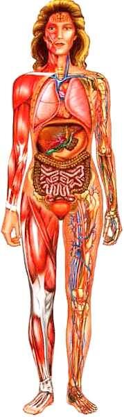 Скелет мышцы внутренние органы и кровеносные сосуды человека Откуда - фото 6