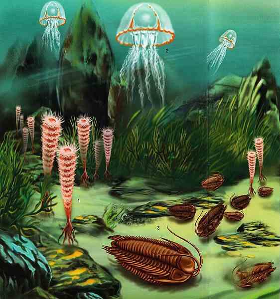 1 губки 2 медузы 3 трилобиты Море колыбель жизни на нашей планете В - фото 2