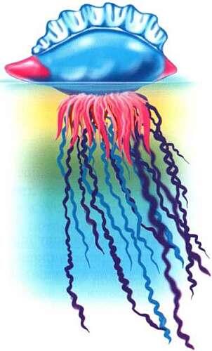 Физалия Аурелия Отбрасывая воду назад медуза движется вперед Такой способ - фото 12
