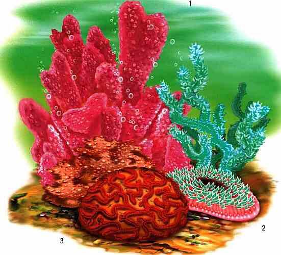 Кораллы 1 поциллопора 2 грибовидный коралл 3 павона Старые части - фото 19