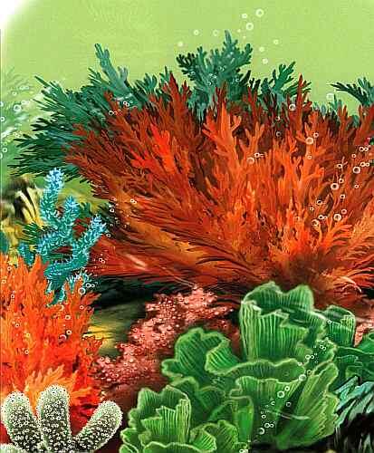 Коралловые рифы Червиполихеты 1 спирографис 2 серпула 3 нереис 4 - фото 22
